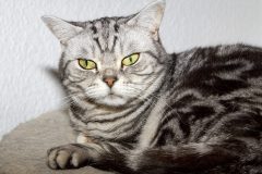 Katzen-1-scaled