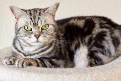 Katzen-3-scaled