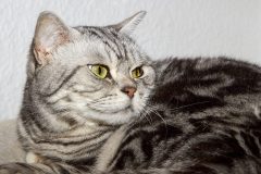 Katzen-scaled